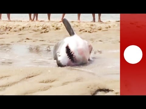 USA: Zwei Meter langer weißer Hai strandet bei der Mö ...