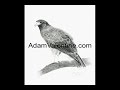 How to draw animals - Learn to draw wildlife DVD