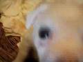 Cagnolini - Dog Puppies