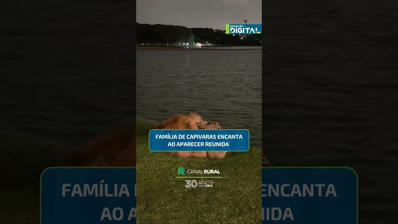 Família de capivaras encanta ao aparecer reunida