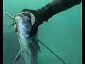 Trailer video \"Diplodus Sargus\" Trailer video \"Diplodus Sargus\"