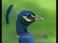 Peacock calling - Pavo cristatus