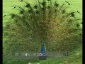Peacock calling - Pavo cristatus