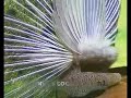Peacock calling - Pavo cristatus