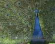 Peacock calling - Pavo cristatus