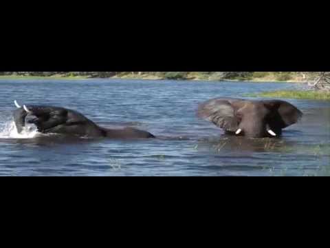 ELEFANTE