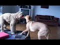 Kepler and Sachmo Fighting over a toy