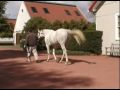 Tapit & Birdstone - retired race horses 2007
