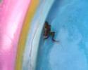 28 Salisbury street - Jose', AKA, Mr Frog-o-dile Dundee 28 Salisbury street - Jose', AKA, Mr Frog-o-dile Dundee