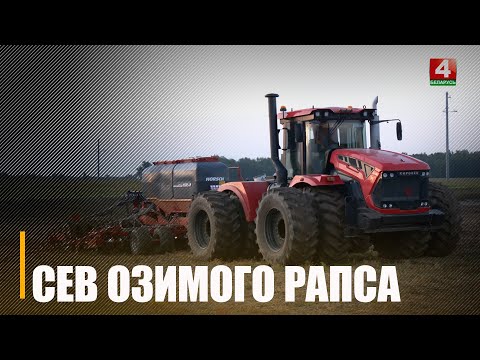 Под Буда-Кошелевым озимый рапс сеют круглосуточно видео