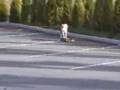 Skateboarding Dog