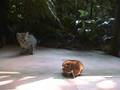 ねこたわし