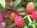 botanical garden at hilo