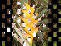 botanical garden at hilo