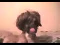 perro emo