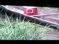 La Cienaga de las Tortugas está ubicada en el municipio de Buena Vista en el Departamento de Caldas, en la actualidad quieren secar este lugar con el fin de aumentar la Ganadería Exteniva de la Región. Nosotros no queremos que esto ocurra ya que este lugar es habitat de Chiguiros, babillas, aves y una serie de fauna y flora que al ser extinguida crea un gran problema ambiental en esta región y por supuesto contribuiremos con esto al cambio climático que afronta el planeta.