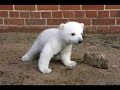 knut the baby polar bear