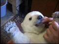 knut the baby polar bear