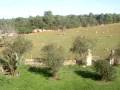 Country Mallorca