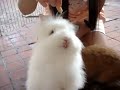 Feeding my rabbits with their snacks