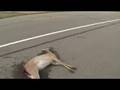 Road Kill - ArcticClutch.com
