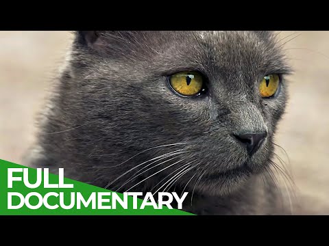 Follow Your Cat - What Felines get up to When They Leave the House | Free Documentary Nature