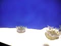Weird Fishy Things