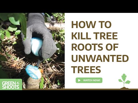 how to naturally kill tree roots