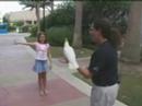 Bird Tricks at the Houston Downtown Aquarium Bird Tricks at the Houston Downtown Aquarium