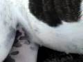 Bulldog Americano video