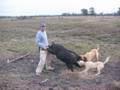 Wild Boar Australia Pt2