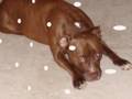 MR. Pitbull Are You A Monster?