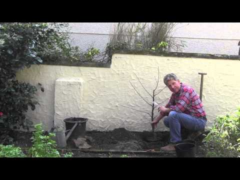 HOW TO PLANT A FAN TRAINED FRUIT TREE -CHERRY