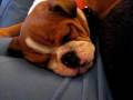 videos de Boris VS Sleep