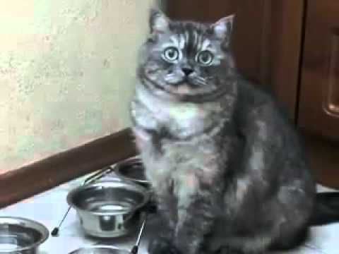 Hungry Kitty Demands His Dinner