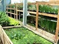 Pond Plants Direct:  Greenhouse NO. 2