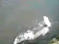 Alaskan Malamute VS Alaskan Huskey Alaskan Malamute VS Alaskan Huskey