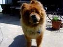 Talking dog! funny Chow Chows Talk