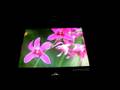 videos de Folding AMOLED Display by Samsung SDI at FPDI2008