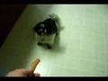 MY HOT DOG DOG (original)