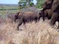 Elephants Crossing Road Kruger National Park South Africa
