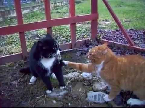 titfight