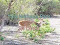 Yala National Park and Southern Beach of Sri Lanka