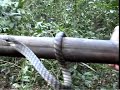 dendrelaphis dendrelaphis