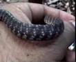 dendrelaphis
