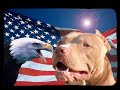 Pitbulls fight back against BSL