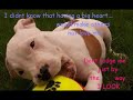 Pitbulls fight back against BSL