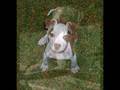 Pitbulls fight back against BSL