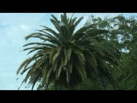 how to fertilize canary island date palm
