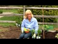 How to Grow Hot Peppers : Gardening Tips